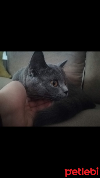 British Shorthair, Kedi  Badem fotoğrafı