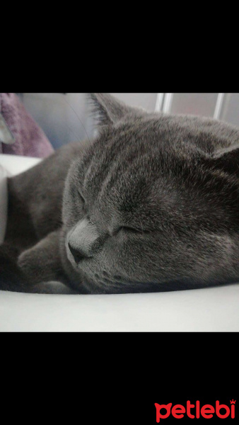 British Shorthair, Kedi  Badem fotoğrafı