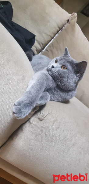 British Shorthair, Kedi  Badem fotoğrafı