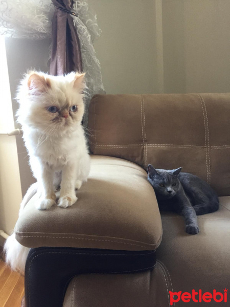 British Shorthair, Kedi  Badem fotoğrafı