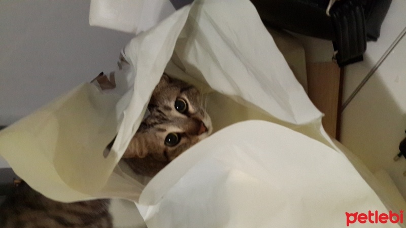 Tekir Kedi, Kedi  Fındık  fotoğrafı