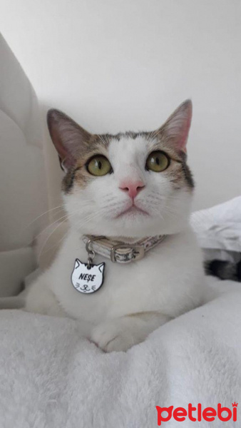 Tekir Kedi, Kedi  neşe fotoğrafı