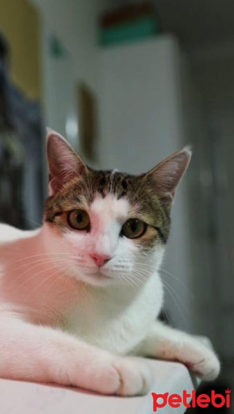Tekir Kedi, Kedi  neşe fotoğrafı