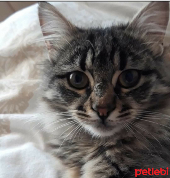 Norwegian Forest, Kedi  Lily fotoğrafı