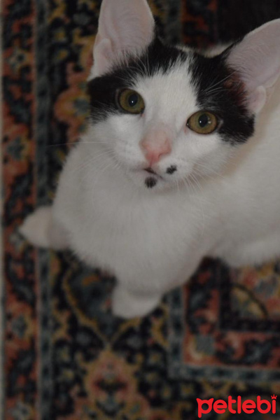 Tekir Kedi, Kedi  marvel fotoğrafı