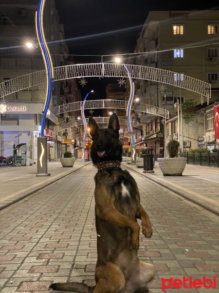 Belçika Malinois, Köpek  kömür fotoğrafı