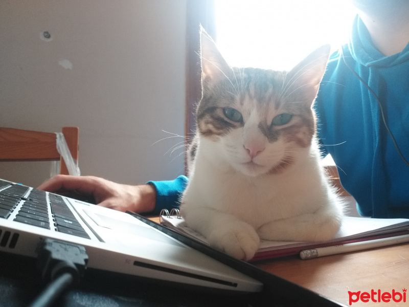 Tekir Kedi, Kedi  Zuzu fotoğrafı