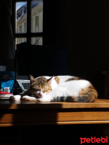 Tekir Kedi, Kedi  Zuzu fotoğrafı