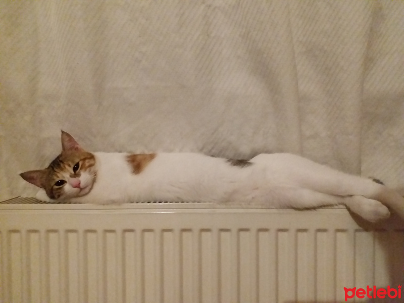 Tekir Kedi, Kedi  Zuzu fotoğrafı