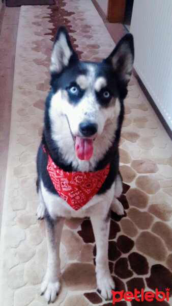 Sibirya Kurdu (Husky), Köpek  Roxy fotoğrafı