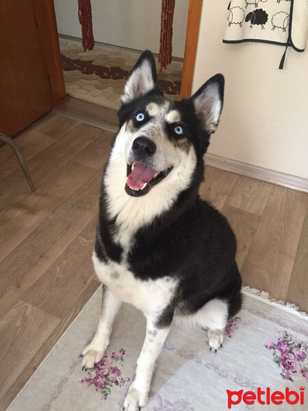 Sibirya Kurdu (Husky), Köpek  Roxy fotoğrafı