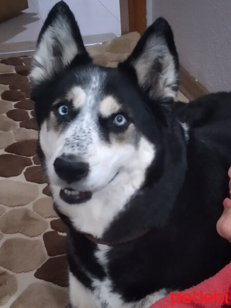 Sibirya Kurdu (Husky), Köpek  Roxy fotoğrafı