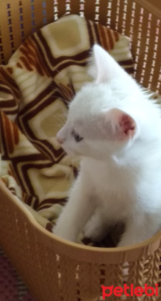 Tekir Kedi, Kedi  Leo fotoğrafı