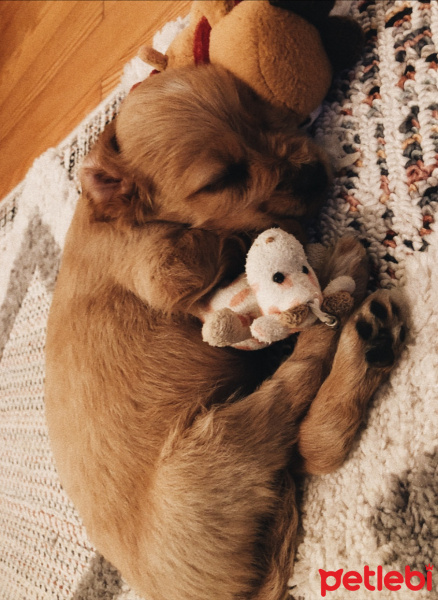 İngiliz Cocker Spaniel, Köpek  Daphne fotoğrafı