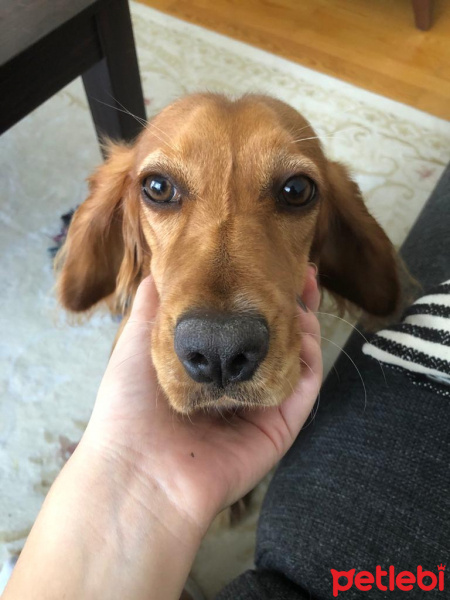 İngiliz Cocker Spaniel, Köpek  Daphne fotoğrafı