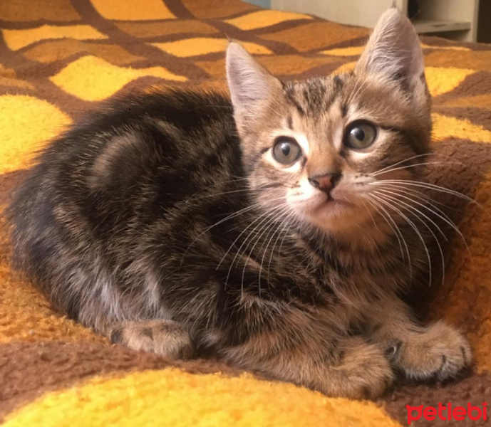 Tekir Kedi, Kedi  efes fotoğrafı