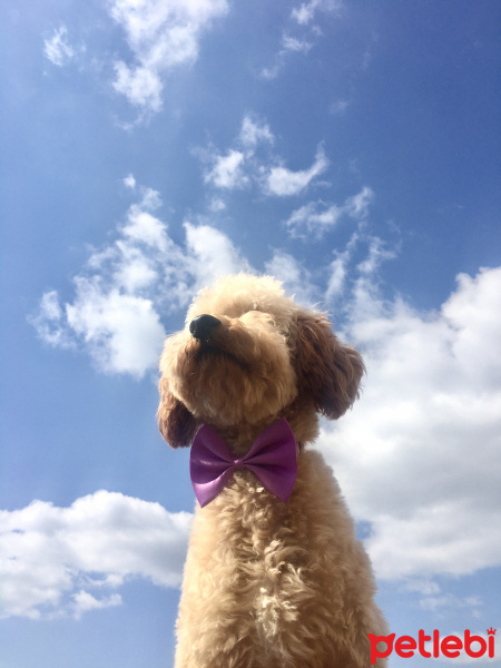 Poodle (Minyatür Kaniş), Köpek  Kaju fotoğrafı