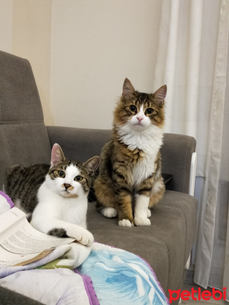 Tekir Kedi, Kedi  Roza fotoğrafı