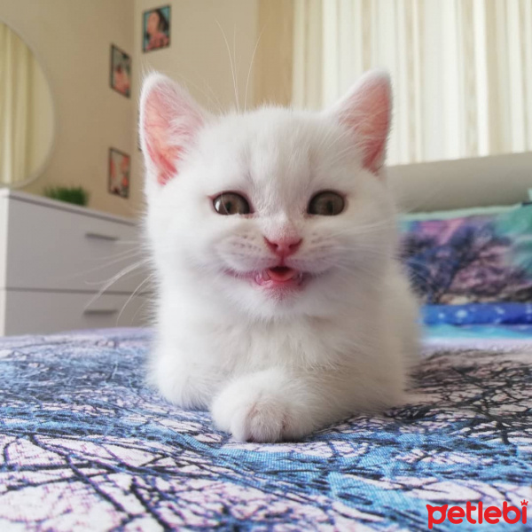 British Shorthair, Kedi  Mess fotoğrafı