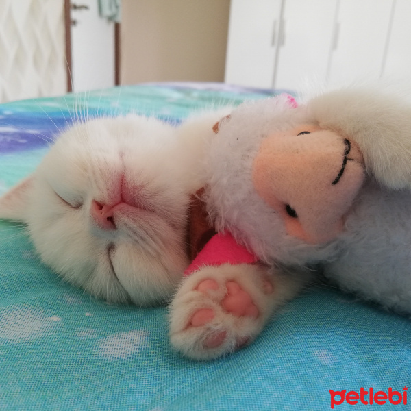 British Shorthair, Kedi  Mess fotoğrafı