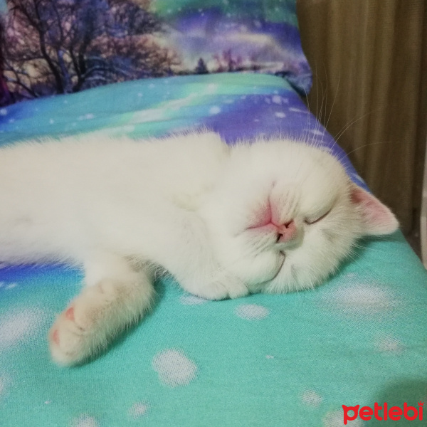 British Shorthair, Kedi  Mess fotoğrafı