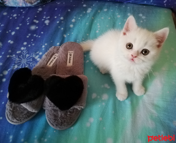 British Shorthair, Kedi  Mess fotoğrafı