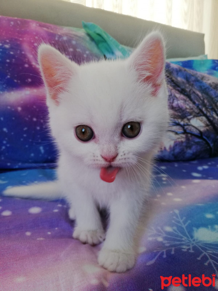 British Shorthair, Kedi  Mess fotoğrafı