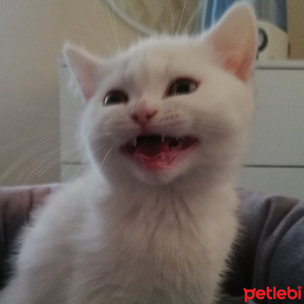 British Shorthair, Kedi  Mess fotoğrafı