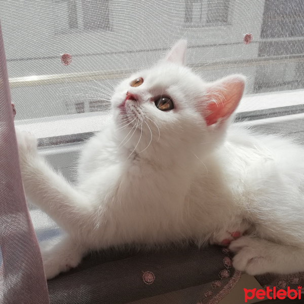 British Shorthair, Kedi  Mess fotoğrafı