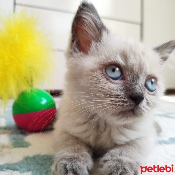 British Shorthair, Kedi  Mess fotoğrafı