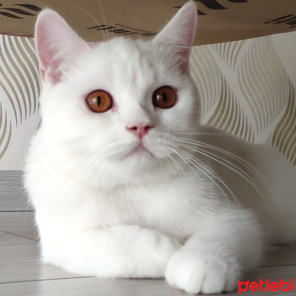 British Shorthair, Kedi  Mess fotoğrafı