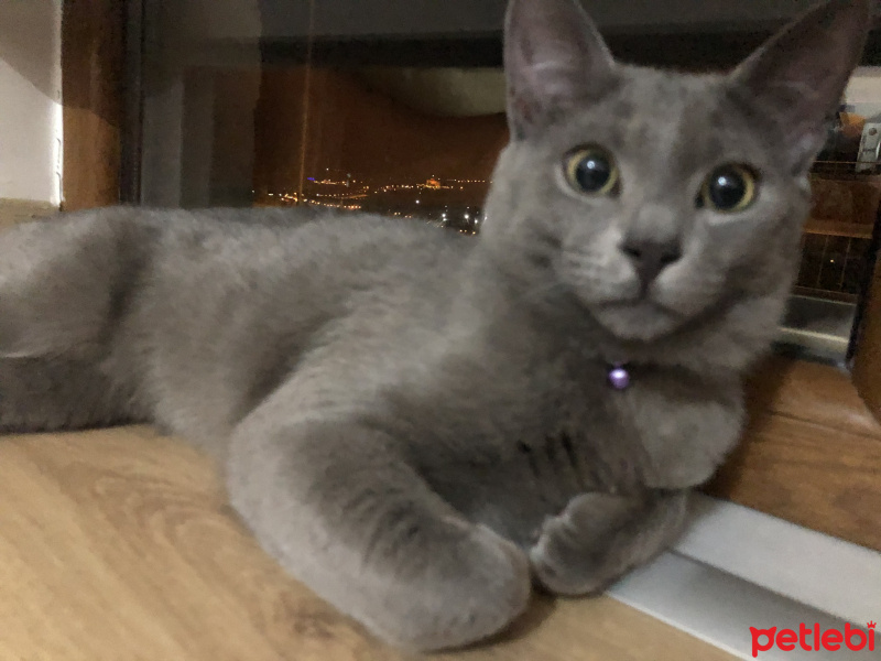 Mavi Rus, Kedi  Thor fotoğrafı