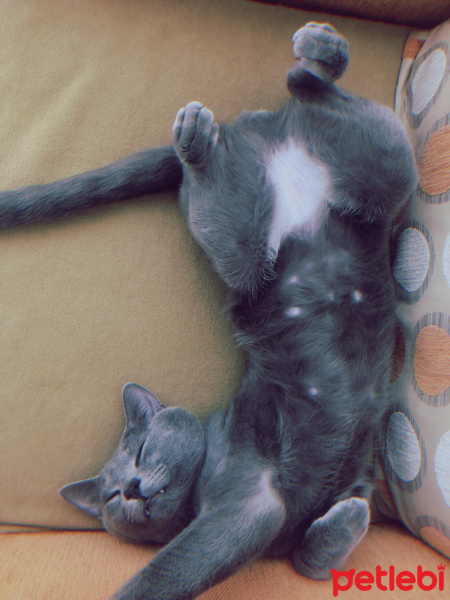 Mavi Rus, Kedi  Thor fotoğrafı