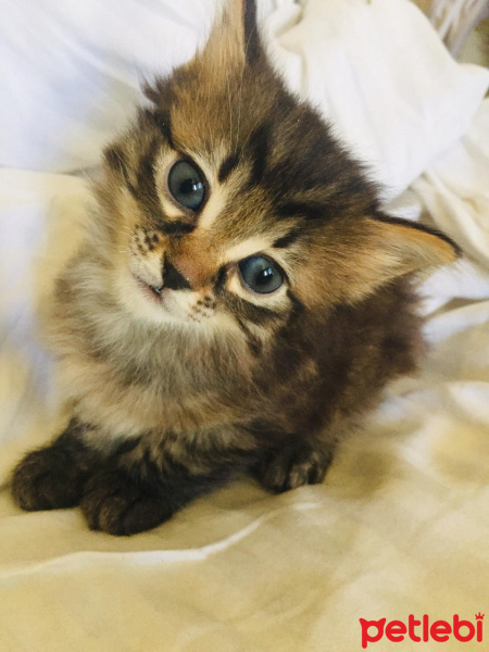 Tekir Kedi, Kedi  Hünkar-Galya-Gece fotoğrafı