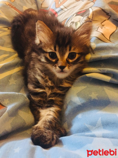 Tekir Kedi, Kedi  Hünkar-Galya-Gece fotoğrafı