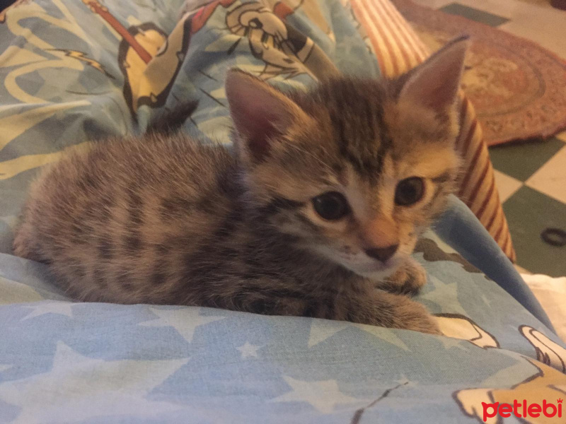 Tekir Kedi, Kedi  Hünkar-Galya-Gece fotoğrafı