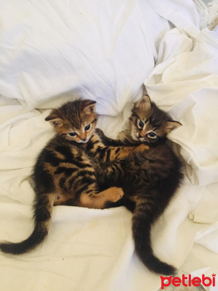 Tekir Kedi, Kedi  Hünkar-Galya-Gece fotoğrafı