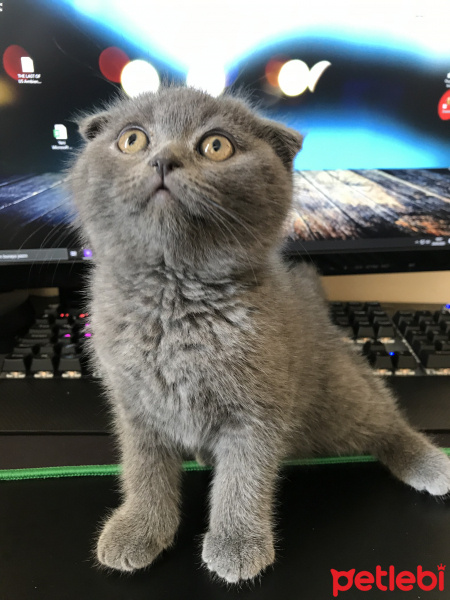 Scottish Fold, Kedi  Leo fotoğrafı