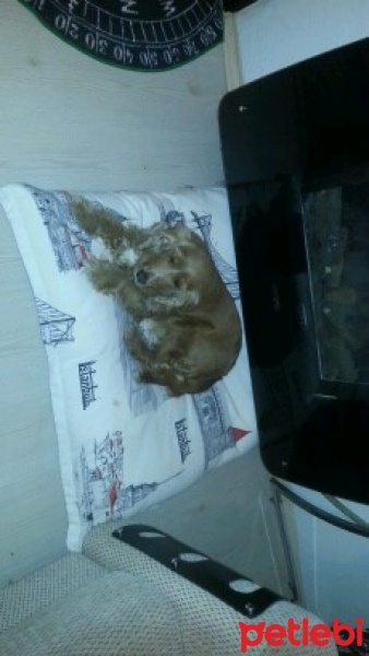 İngiliz Cocker Spaniel, Köpek  tarcin fotoğrafı