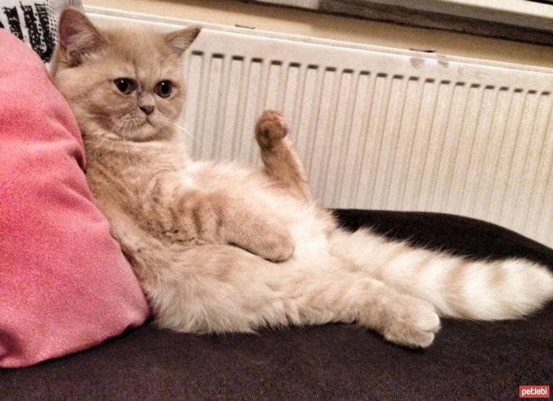 Exotic Shorthair, Kedi  Mia fotoğrafı