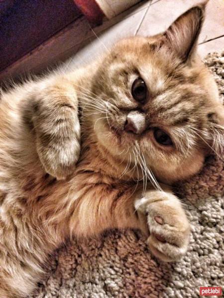 Exotic Shorthair, Kedi  Mia fotoğrafı