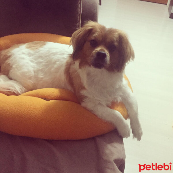 Tibetli Spaniel, Köpek  Şila fotoğrafı