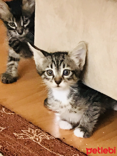 Tekir Kedi, Kedi  Soytarı fotoğrafı