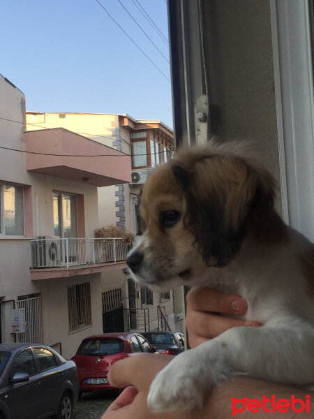 Amerikan Cocker Spaniel, Köpek  Oscar fotoğrafı