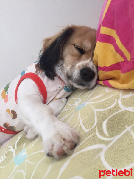 Amerikan Cocker Spaniel, Köpek  Oscar fotoğrafı