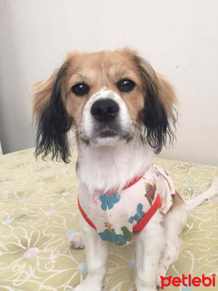 Amerikan Cocker Spaniel, Köpek  Oscar fotoğrafı