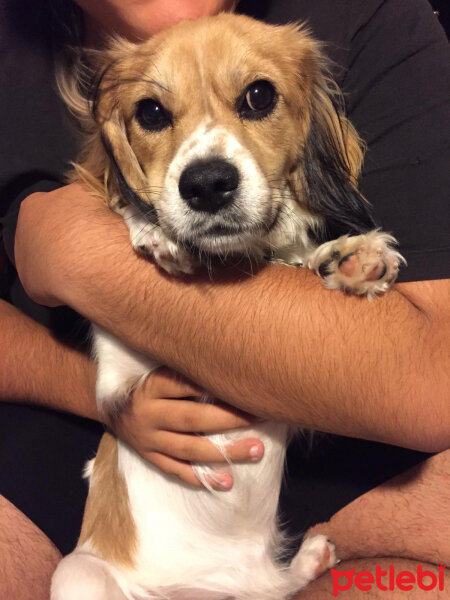 Amerikan Cocker Spaniel, Köpek  Oscar fotoğrafı