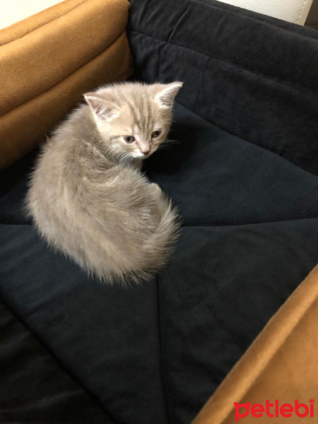 British Shorthair, Kedi  Maya fotoğrafı