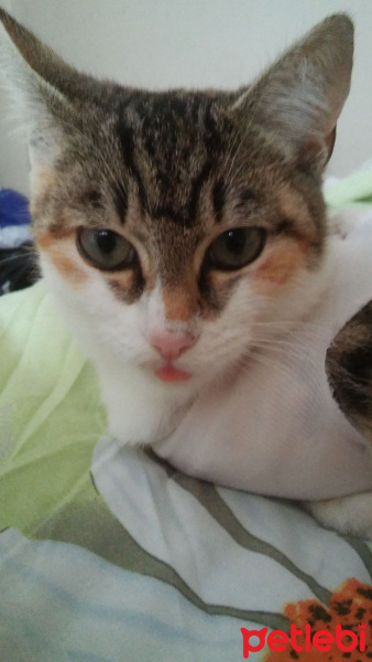 Tekir Kedi, Kedi  Frida fotoğrafı