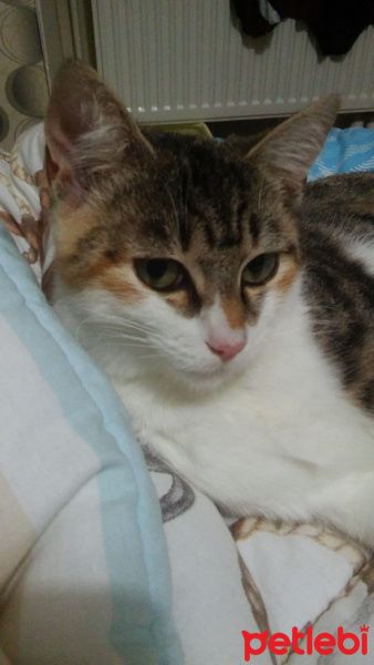 Tekir Kedi, Kedi  Frida fotoğrafı